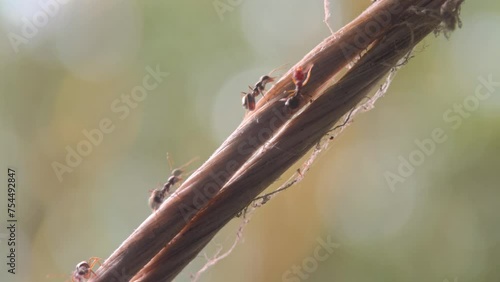 macro video of the ants walking on the rope.