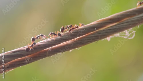 macro video of the ants walking on the rope.