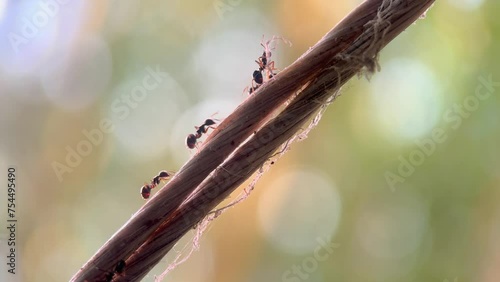 macro video of the ants walking on the rope.