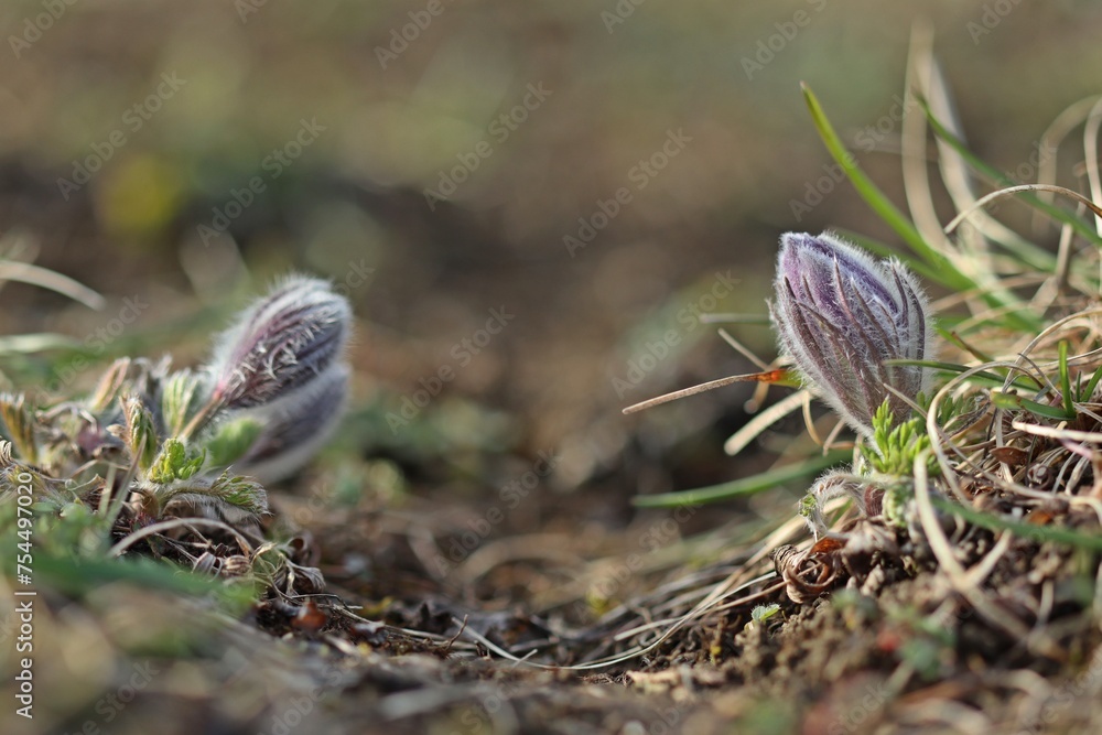 Aufblühende Küchenschellen (Pulsatilla vulgaris) auf Kalkmagerrasen Aufblühende Küchenschellen (Pulsatilla vulgaris) auf Kalkmagerrasen