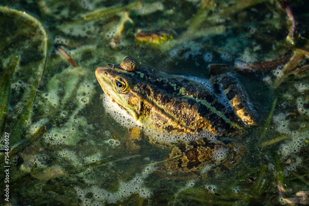 Obraz premium Frog's aquatic realm. A close up perspective.