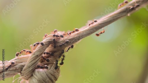 macro video of the ants walking on the rope.