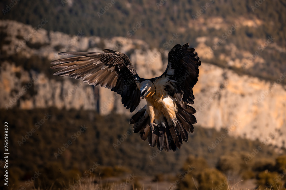 Fototapeta premium el quebrantahuesos en su habita natural