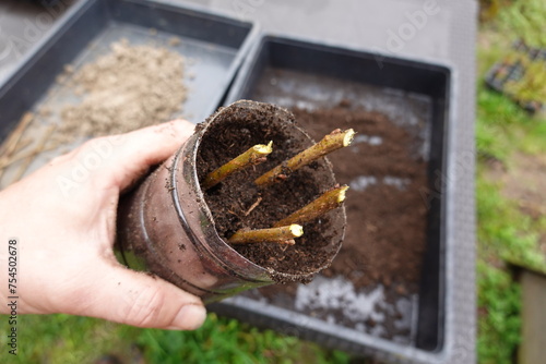 Persimmon cuttings planted in substrate to obtain tree cuttings per rooted branch photo
