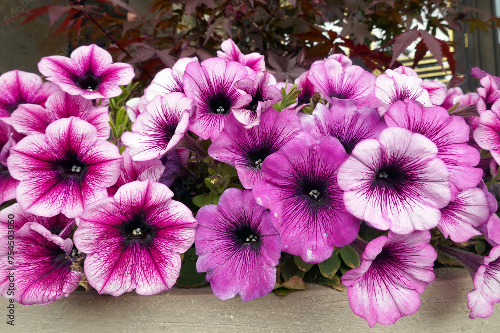 Fototapeta premium white and pink petunia flowers