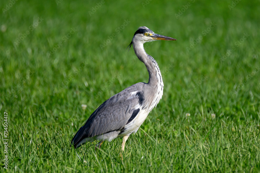 Naklejka premium Graureiher auf der Wiese Nahaufnahme - Ardea cinerea