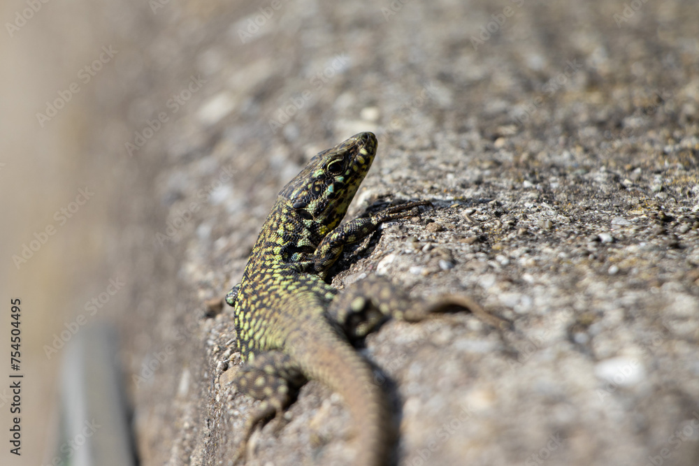 Eidechse auf Beton grau grün - Lacertidae Eidechse auf Beton grau grün - Lacertidae