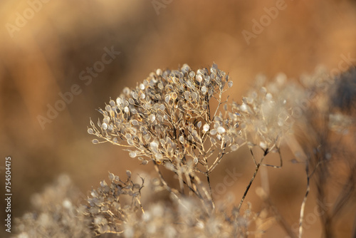 Canvastavla Leindotter - Camelina sativa