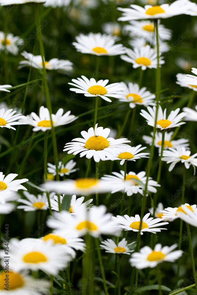 Fototapeta premium Margeritenwiese - Leucanthemum
