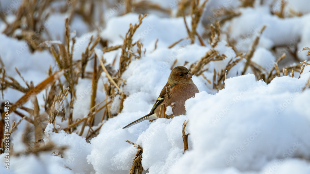 Buchfink im Schnee auf Zweig - Fringilla coelebs Buchfink im Schnee auf Zweig - Fringilla coelebs