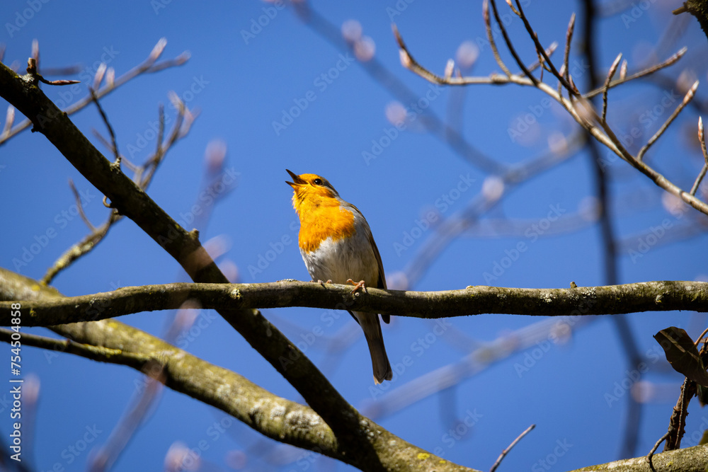 Rotkehlchen - Erithacus rubecula Rotkehlchen - Erithacus rubecula