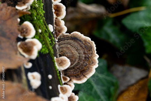 Baumpilz auf Holz im Herbst photo