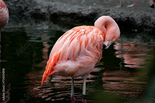 Bild auf Leinwand Flamingo im Wasser schwarz rosa - Phoenicopteridae