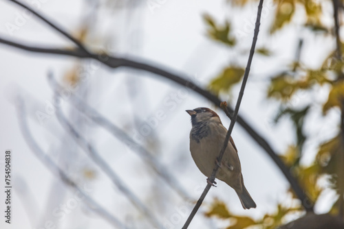 Small gray sparrow sitting on small branch of high and old tree at cloudy day (ID: 754504838)