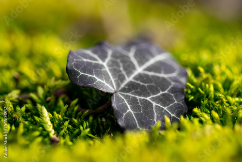 Efeublatt auf Moos Nahaufnahme - Hedera photo