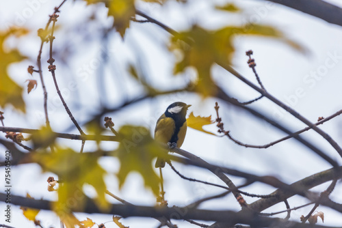 Small and colorful great tit bird with yellow black and white feathers sitting on small branch of high and old tree at cloudy day (ID: 754505402)