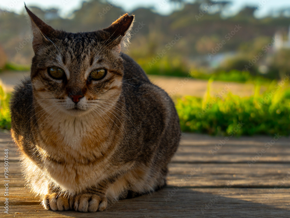 Obraz premium cat at the beach