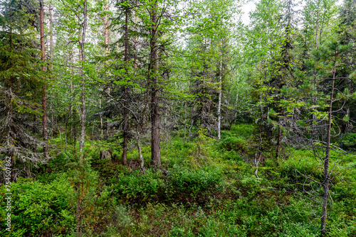 Fir forest in Republic of Karelia
