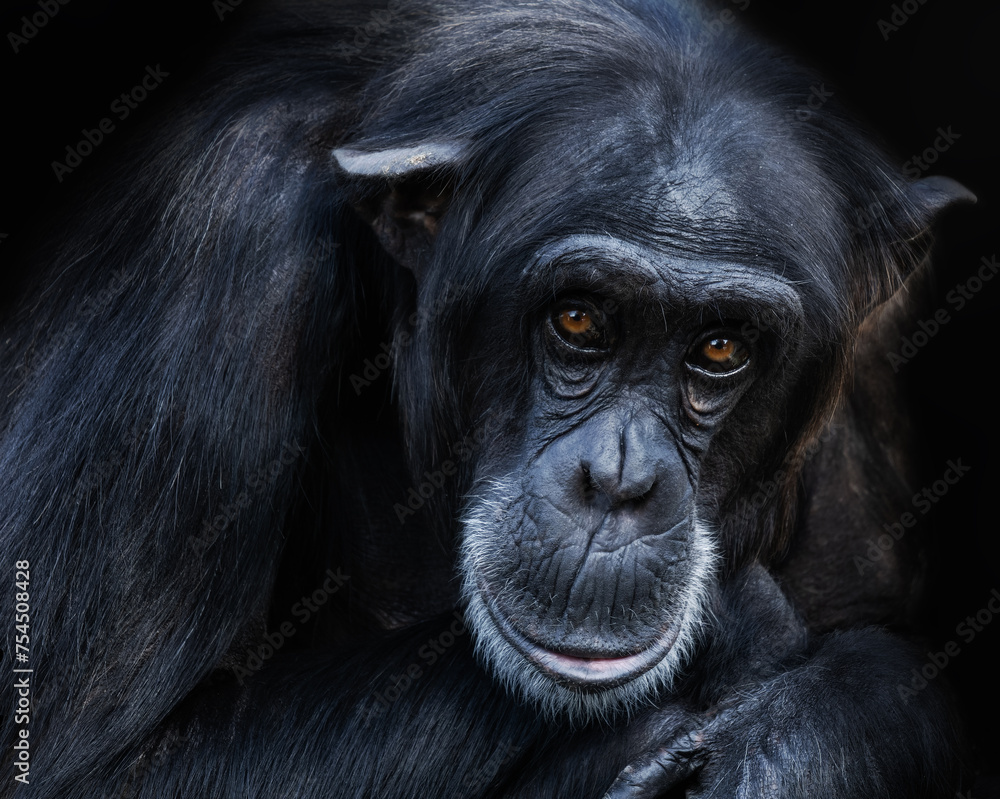 primer plano de un retrato de chimpance con ojos de color caramelo sobre fondo negro. Fotografía Fine art decorativa y artistica. primer plano de un retrato de chimpance con ojos de color caramelo sobre fondo negro. Fotografía Fine art decorativa y artistica.