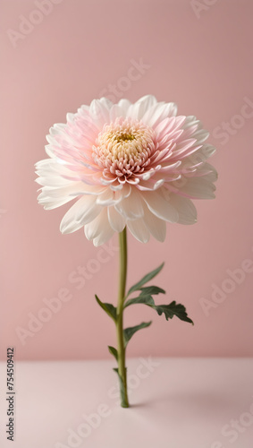 pink flower on pink background 