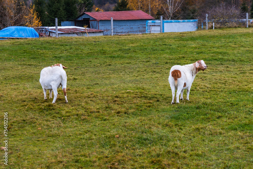 Small green glade with few goats walking and eating at cloudy afternoon (ID: 754512206)