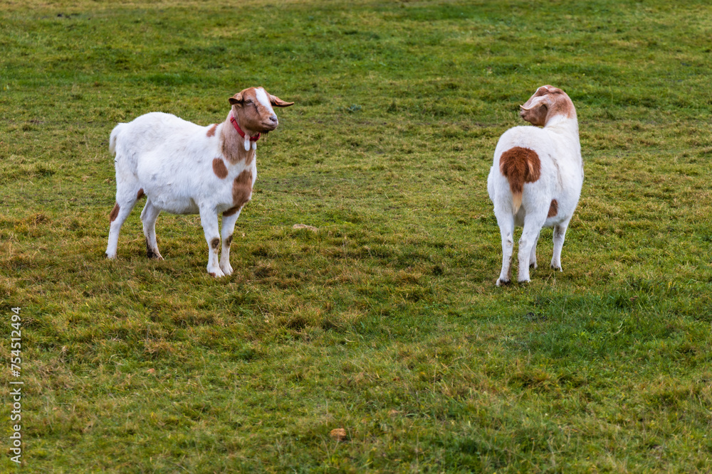 Small green glade with few goats walking and eating at cloudy afternoon