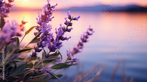 Branch of lavender against the backdrop of a soft purple sunset sunlight