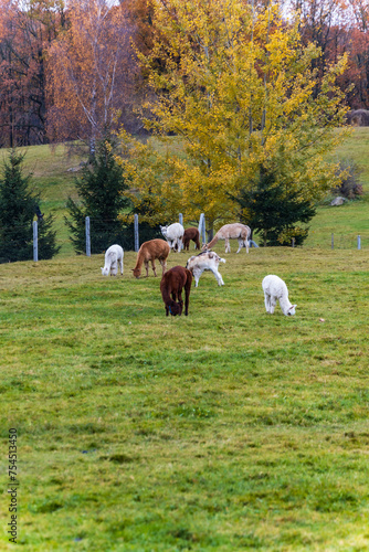 Small green glade with few llamas and alpacas walking and eating at cloudy afternoon (ID: 754513450)
