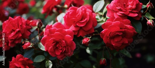 A cluster of vibrant red roses are in full bloom, showcasing their velvety petals and delicate green leaves. These Rosa Flower Carpet Red Velvet Noare roses bloom abundantly, creating a beautiful