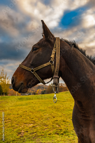 Beautiful big and tamed brown horse walking around at big field at small farm at cloudy afternoon (ID: 754514811)