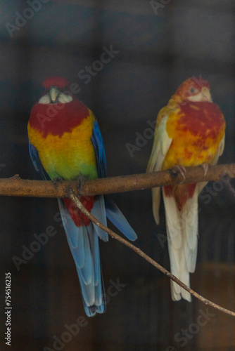 Beautiful big herd of small and colorful parrots sitting on wooden branches inside big cage at small farm (ID: 754516235)