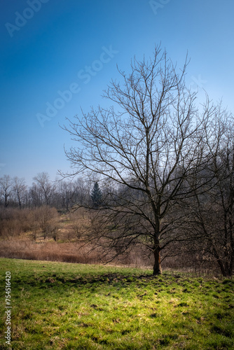 Samotne drzewo na łące bez liści