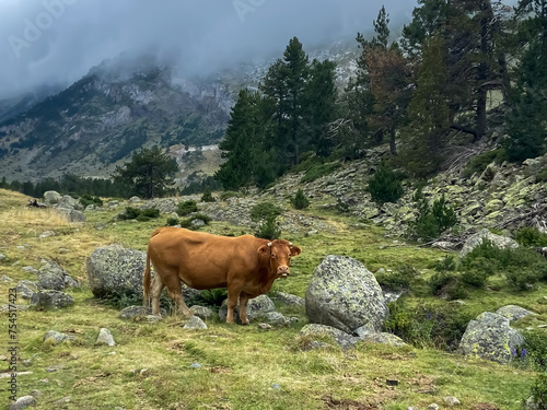 cows in the mountains