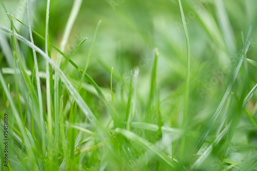 grass background, abstract background with green grass, textured of grass, focus on the grass