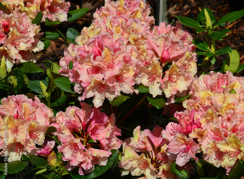 Regentropfen auf Rhododendronblüte 