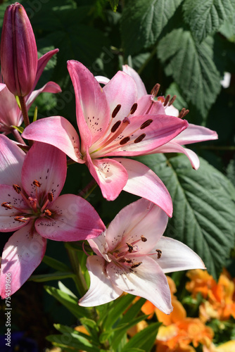 Close Up of Lilium Orientalis 'Star Gazer' Flowers on Plant in Garden 
