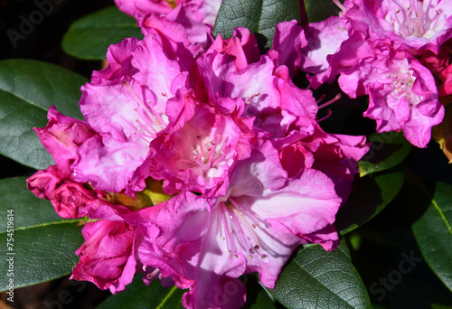 Rosa Rhododendronblüte makro
