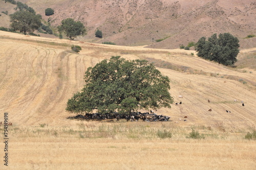 Sheep shading under trees photo