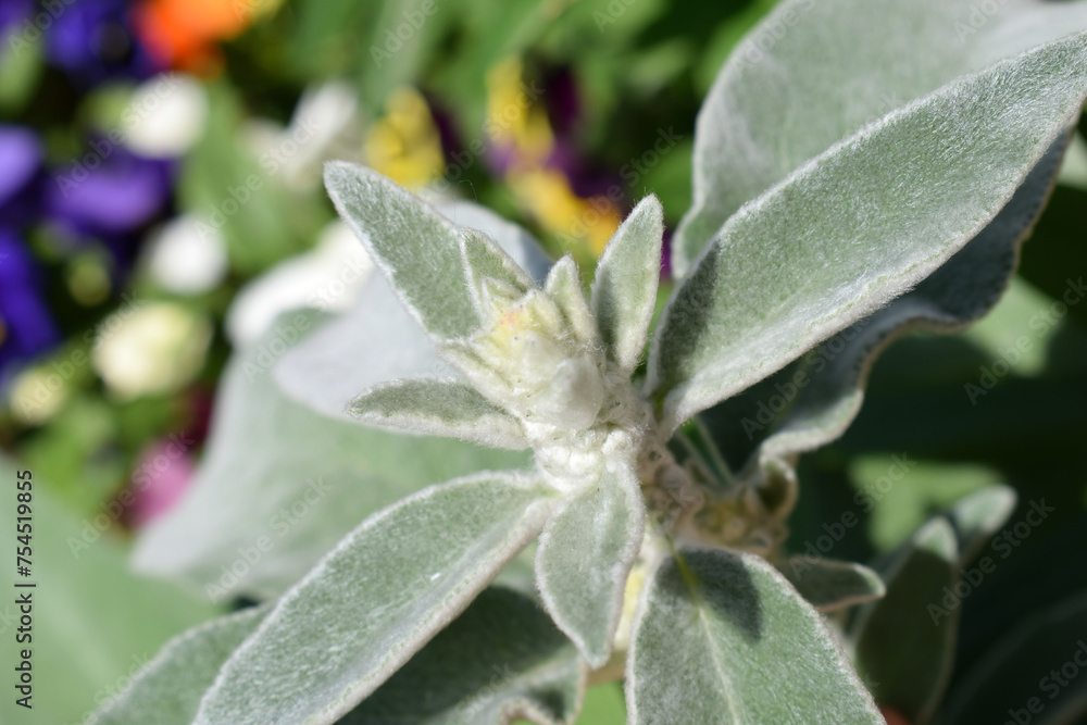 Close Up of Stachys Byzantina 'Lambs Ear' Plant Leaves in Garden Close Up of Stachys Byzantina 'Lambs Ear' Plant Leaves in Garden