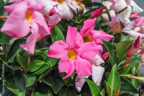 Mandevilla is a genus of tropical and subtropical flowering vines belonging to the family Apocynaceae. A common name is rocktrumpet. photo