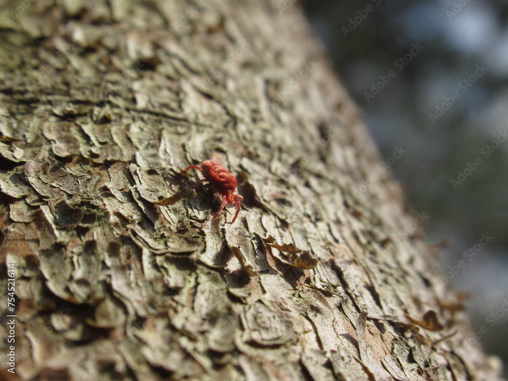 Obraz premium Zbliżenie na pajączka z gatunku Trombidium holosericeum