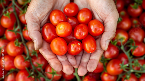 A Pair of Hands Holding Handful of Fresh Picked Grape Tomatoes Cherry Tomatoes with Tomato on the Vine in Background