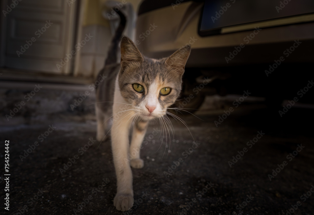 Tabby cat brown white color walking towards camera