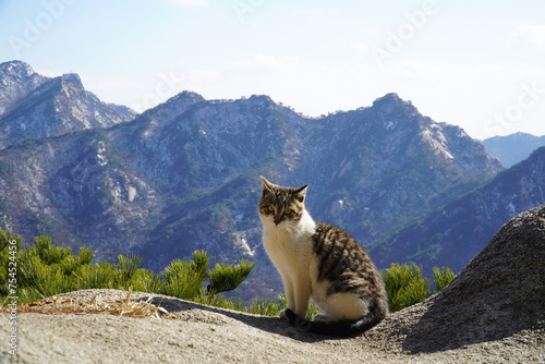 Canvas Print cat on mountain