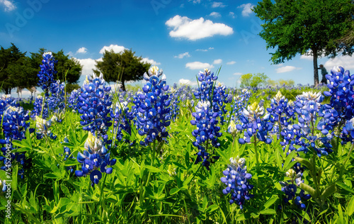 Texas Bluebonnet	field