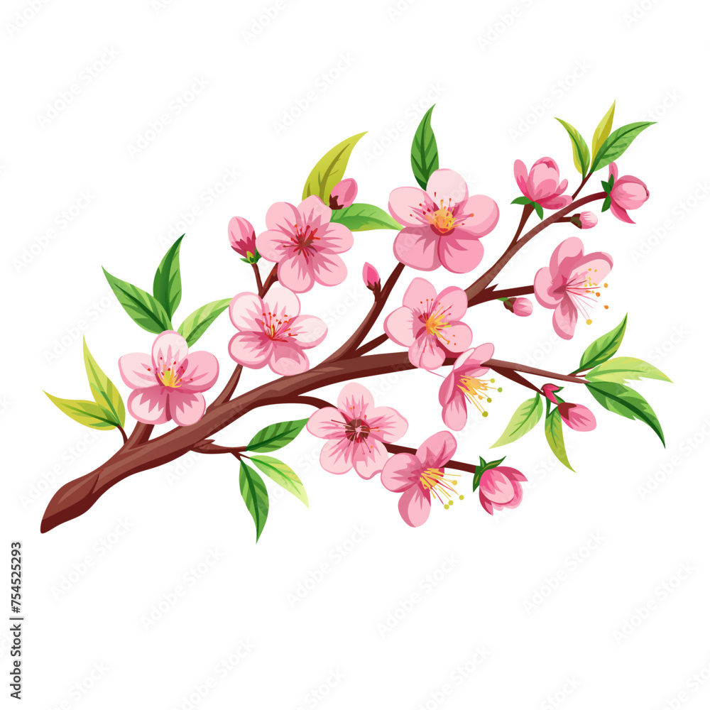 cherry blossom flowers spring branch with green leaves on white