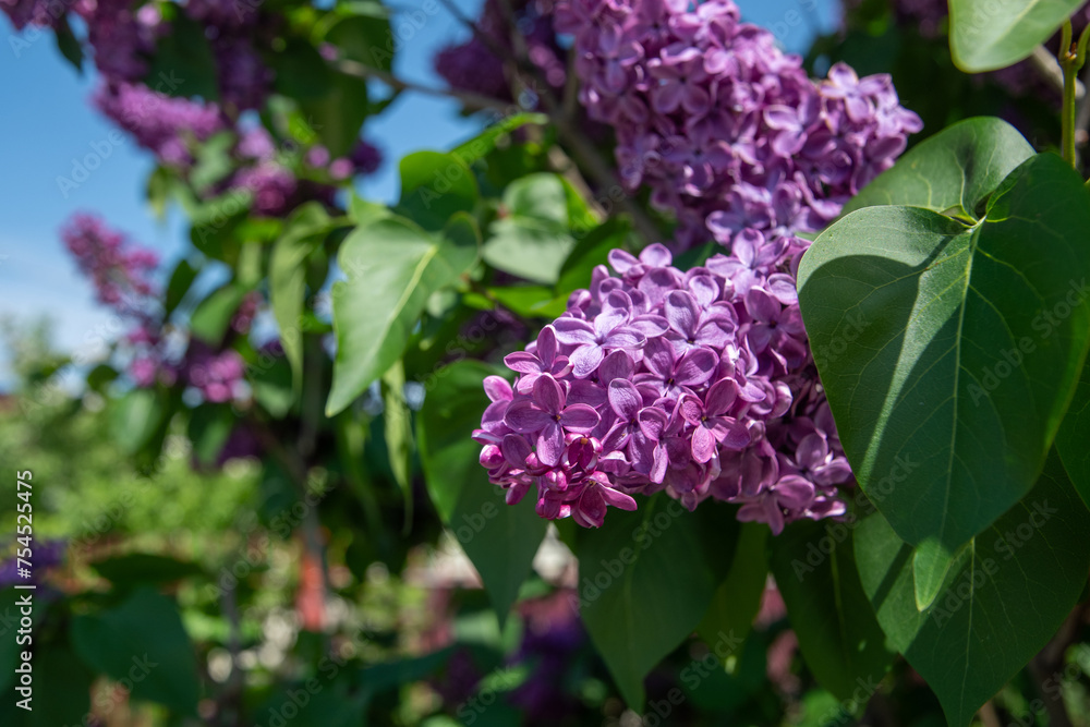 branch of purple lilac against a background of blue and clear sky, ornamental bushes blooming in early spring branch of purple lilac against a background of blue and clear sky, ornamental bushes blooming in early spring