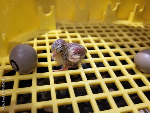 Coturnix chinensis chick hatching photo