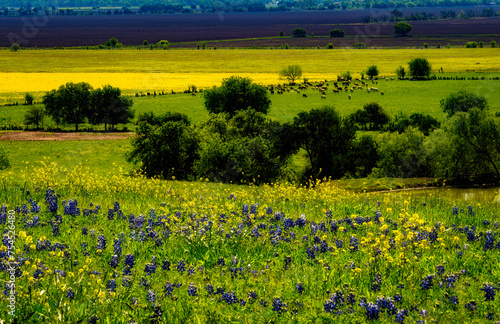 Texas Bluebonnet	field