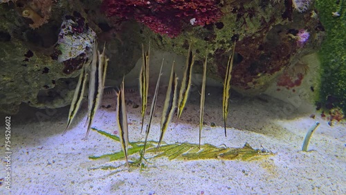 Close up Stickfish also Razorfish or shrimpfish swimming upside down underwater close to the sea ground photo